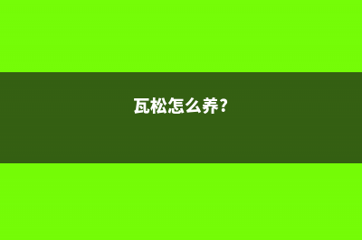 瓦松怎么养 (瓦松怎么养?)