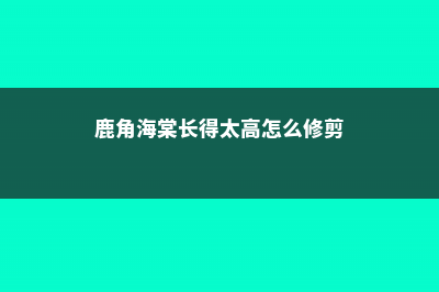 鹿角海棠徒长怎么办 (鹿角海棠长得太高怎么修剪)