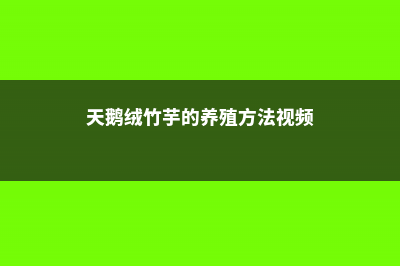 天鹅绒竹芋的养殖方法和注意事项 (天鹅绒竹芋的养殖方法视频)