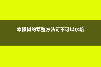 幸福树的繁殖方法 (幸福树的繁殖方法可不可以水培)