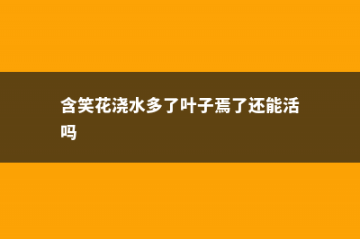 含笑花怎么浇水 (含笑花浇水多了叶子焉了还能活吗)