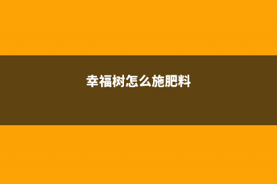 幸福树怎么施肥 (幸福树怎么施肥料)