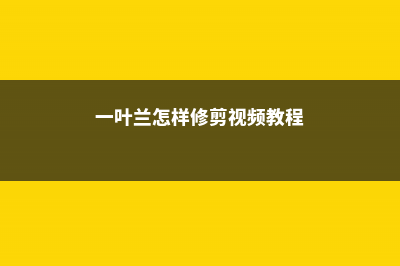 一叶兰怎样修剪 (一叶兰怎样修剪视频教程)