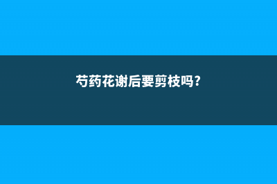 芍药花谢后怎么办 (芍药花谢后要剪枝吗?)