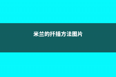 米兰的扦插方法 (米兰的扦插方法图片)