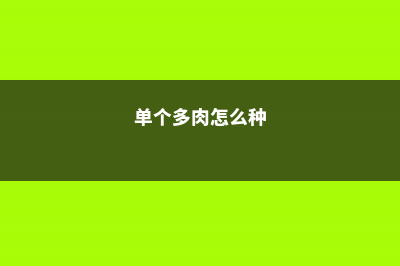 怎样养出单株多色大丽花 (单个多肉怎么种)