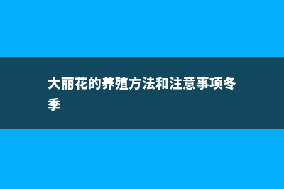 大丽花的养殖方法和注意事项 (大丽花的养殖方法和注意事项冬季)