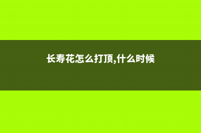 长寿花怎么打顶和摘心 (长寿花怎么打顶,什么时候)