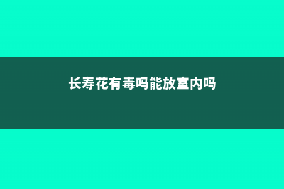 长寿花有毒吗 (长寿花有毒吗能放室内吗)