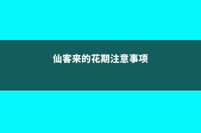 仙客来的花期养护措施 (仙客来的花期注意事项)