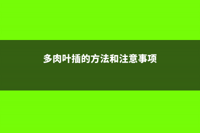 多肉叶插小技巧,90%出苗率 (多肉叶插的方法和注意事项)