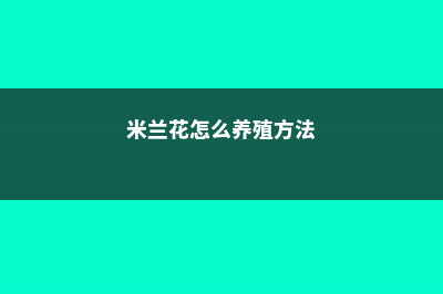 米兰花怎么养 (米兰花怎么养殖方法)