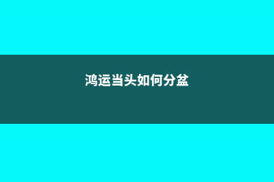 鸿运当头如何分株繁殖 (鸿运当头如何分盆)