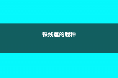 铁线莲的小盆种植方法 (铁线莲的栽种)