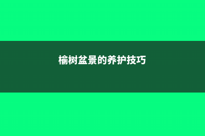 榆树盆景的养护方法 (榆树盆景的养护技巧)