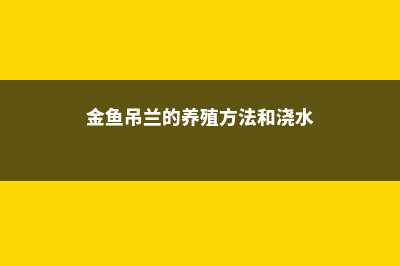 金鱼吊兰的养殖技巧 (金鱼吊兰的养殖方法和浇水)