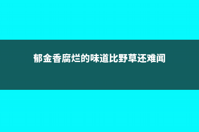 郁金香鳞茎腐烂了怎么办 (郁金香腐烂的味道比野草还难闻)