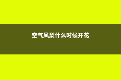 空气凤梨春夏秋冬怎么养 (空气凤梨什么时候开花)