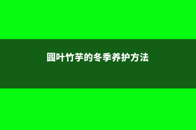 圆叶竹芋的冬季养护 (圆叶竹芋的冬季养护方法)