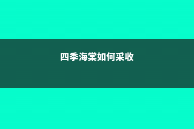 四季海棠如何采种及越冬 (四季海棠如何采收)