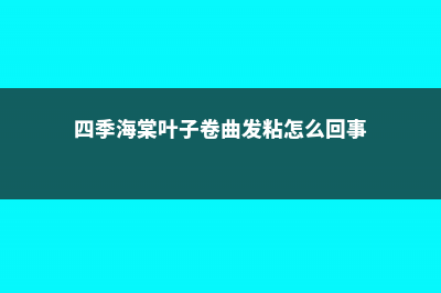 四季海棠叶子卷缩发黄怎么办 (四季海棠叶子卷曲发粘怎么回事)