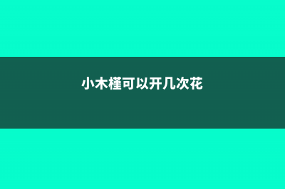 让小木槿多开花的方法 (小木槿可以开几次花)