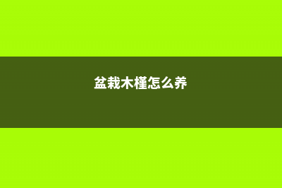 盆栽小木槿怎么播种 (盆栽木槿怎么养)