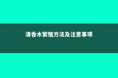 清香木怎么繁殖 (清香木繁殖方法及注意事项)