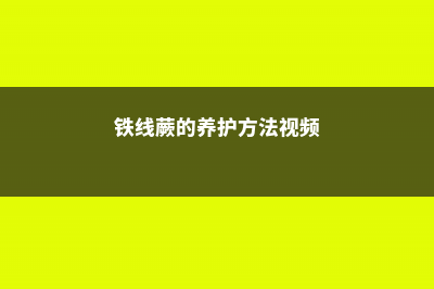 铁线蕨的养护方法 (铁线蕨的养护方法视频)