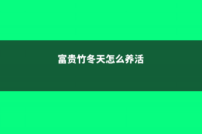 富贵竹冬天怎么养 (富贵竹冬天怎么养活)