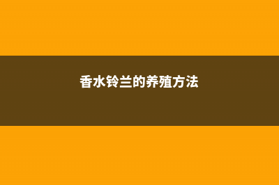 铃兰的养殖方法和注意事项 (香水铃兰的养殖方法)