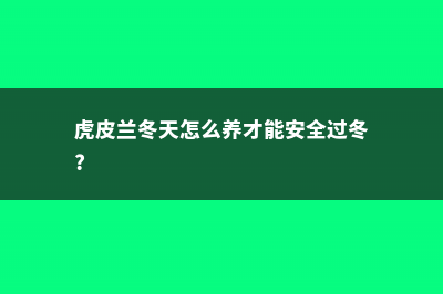 虎皮兰怎么养护 (虎皮兰冬天怎么养才能安全过冬?)