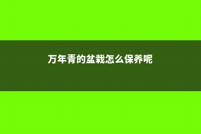 盆栽万年青的养护技巧 (万年青的盆栽怎么保养呢)