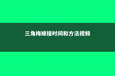 三角梅嫁接方法 (三角梅嫁接时间和方法视频)