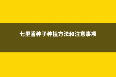 七里香种子怎么种 (七里香种子种植方法和注意事项)