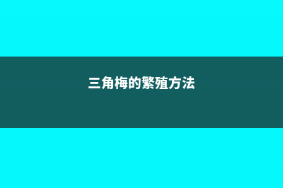 三角梅的繁殖方法和注意事项 (三角梅的繁殖方法)