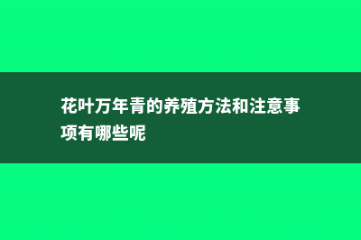 花叶万年青的养殖方法和注意事项 (花叶万年青的养殖方法和注意事项有哪些呢)