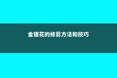 金银花的修剪方法 (金银花的修剪方法和技巧)