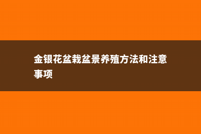 金银花怎么盆栽养护 (金银花盆栽盆景养殖方法和注意事项)