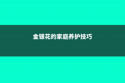 金银花的家庭养护技巧大全 (金银花的家庭养护技巧)