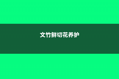 观赏文竹如何切叶、采收和保鲜 (文竹鲜切花养护)