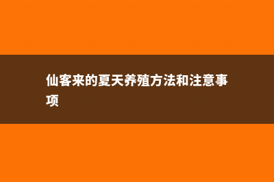 仙客来的越夏管理 (仙客来的夏天养殖方法和注意事项)