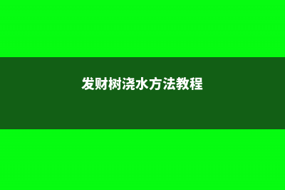 发财树的浇水方法 (发财树浇水方法教程)