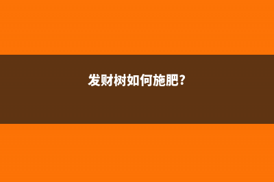 发财树施肥方法 (发财树如何施肥?)