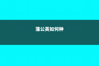 蒲公英怎么取种和栽培 (蒲公英如何种)