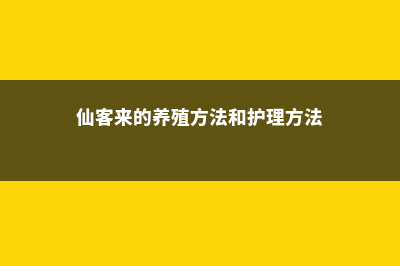 仙客来的养殖方法 (仙客来的养殖方法和护理方法)