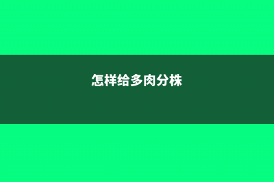 多肉如何分株叶插 (怎样给多肉分株)