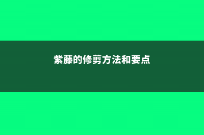 紫藤整形修剪要点 (紫藤的修剪方法和要点)