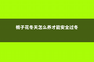 栀子花冬天怎么养 (栀子花冬天怎么养才能安全过冬)