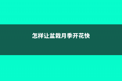 怎样让盆栽月季开花不断 (怎样让盆栽月季开花快)